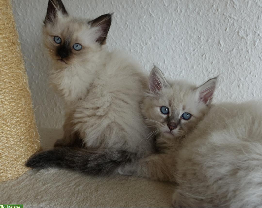 Bild 4: Heilige Birma Kitten männlich und weiblich abholbereit