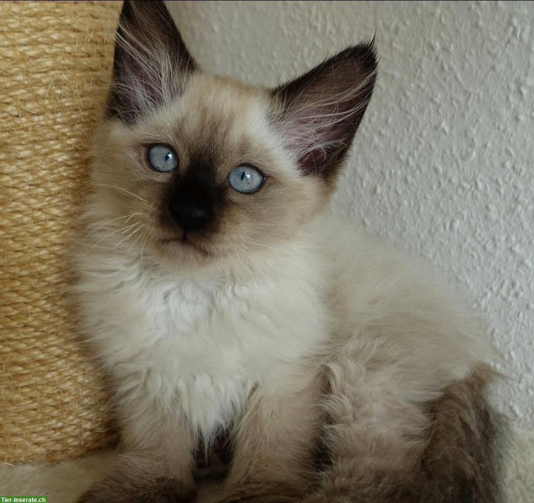 Bild 5: Heilige Birma Kitten männlich und weiblich abholbereit