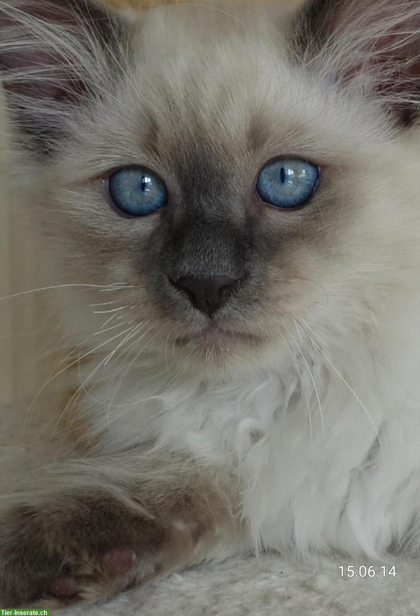 Bild 6: Heilige Birma Kitten männlich und weiblich abholbereit