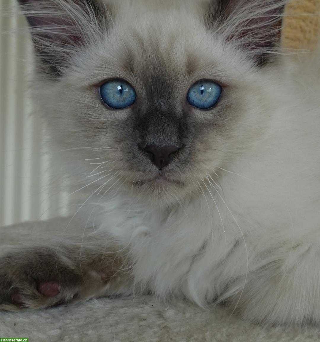 Bild 7: Heilige Birma Kitten männlich und weiblich abholbereit