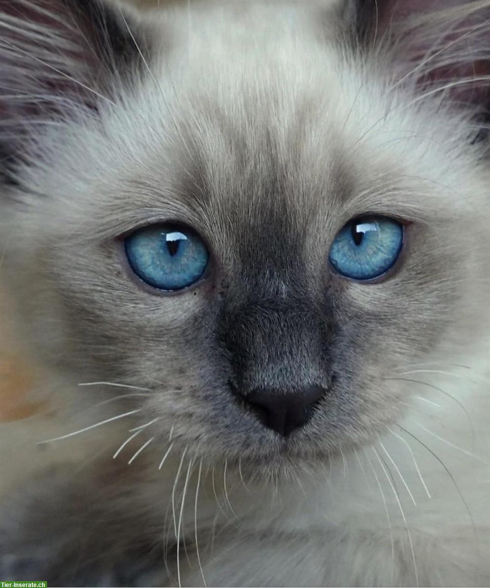 Bild 8: Heilige Birma Kitten männlich und weiblich abholbereit