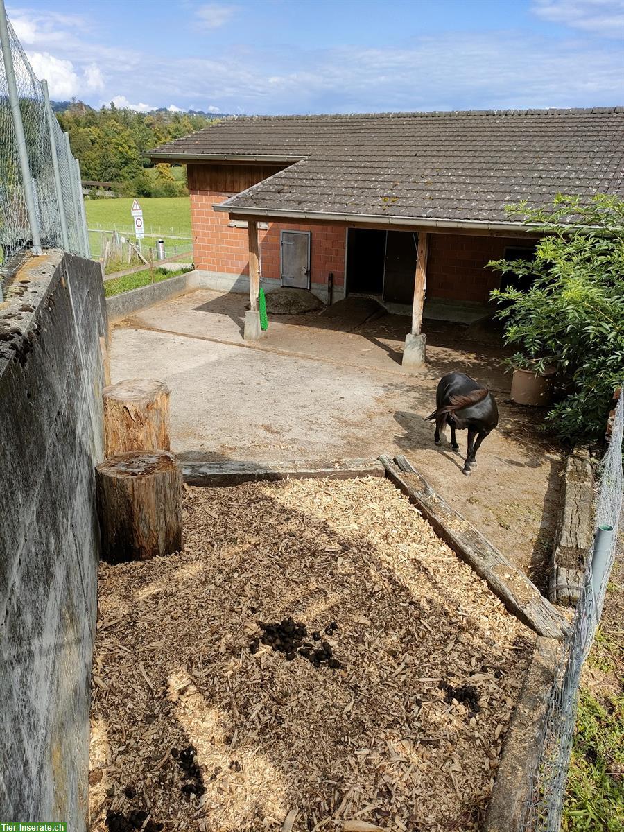 Platz frei für Ponys in Freilaufstall im Aargau