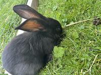 Junges Kaninchen, weiblich, schwarz