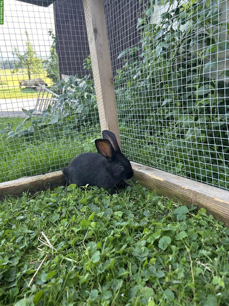 Bild 2: Junges Kaninchen, weiblich, schwarz