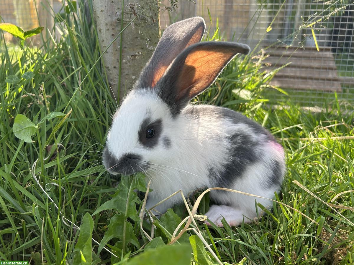 Junges Kaninchen, männlich, 8-wöchig