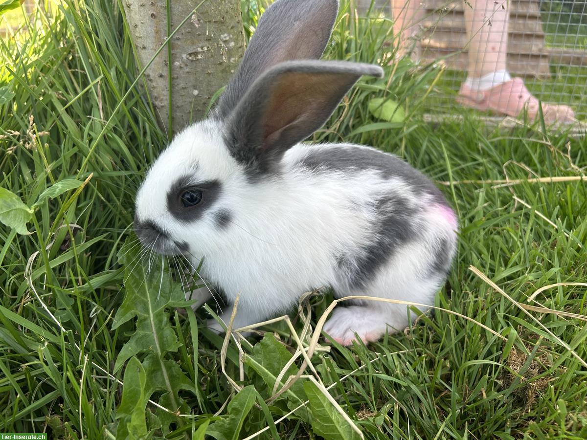 Bild 2: Junges Kaninchen, männlich, 8-wöchig