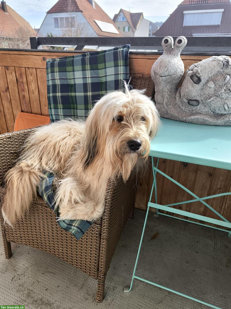 Hundeferienplatz gesucht für Wäller Rüde Juri