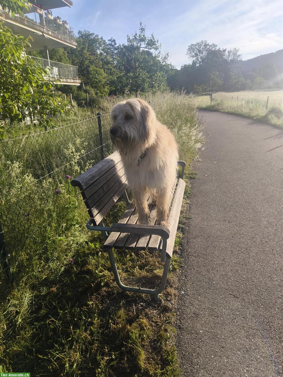 Bild 2: Hundeferienplatz gesucht für Wäller Rüde Juri