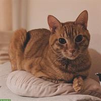 Suche Katzenbetreuung vom 21. Juni - 13. Juli