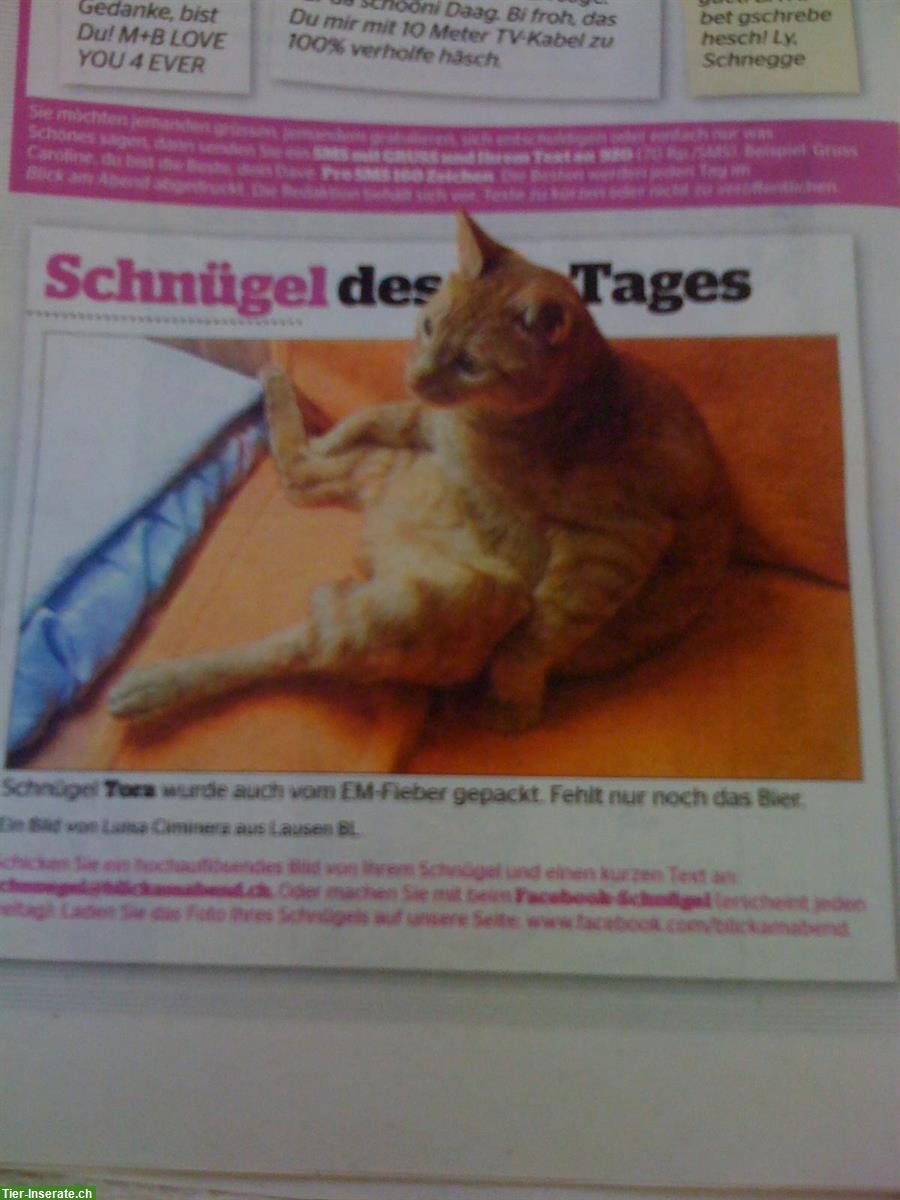 Bild 2: Suche Katzenbetreuung vom 21. Juni - 13. Juli