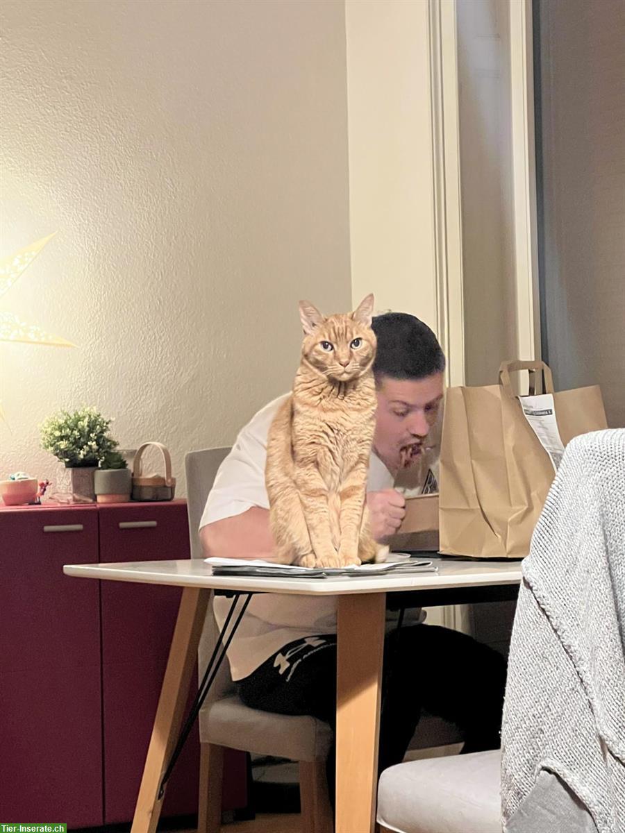 Bild 4: Suche Katzenbetreuung vom 21. Juni - 13. Juli