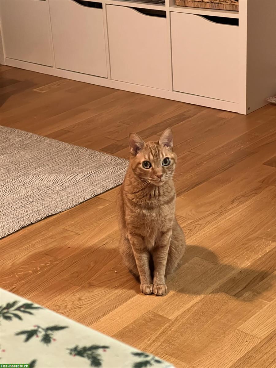 Bild 6: Suche Katzenbetreuung vom 21. Juni - 13. Juli