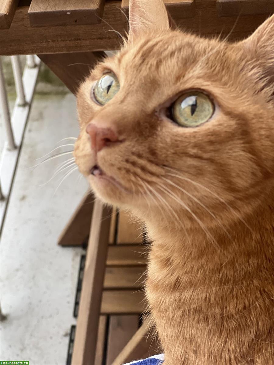 Bild 7: Suche Katzenbetreuung vom 21. Juni - 13. Juli
