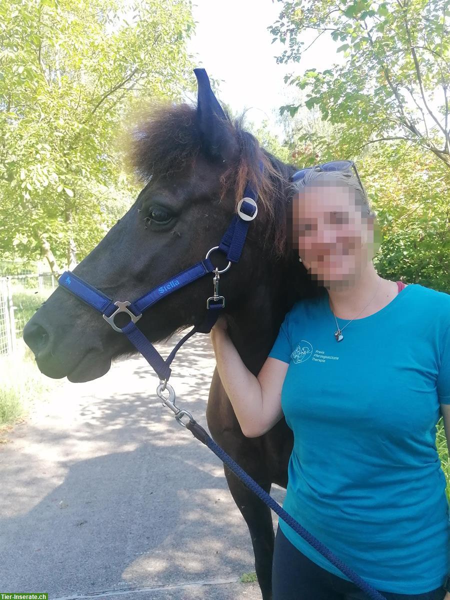 Bild 2: Isländer Stute sucht neuen Traumplatz