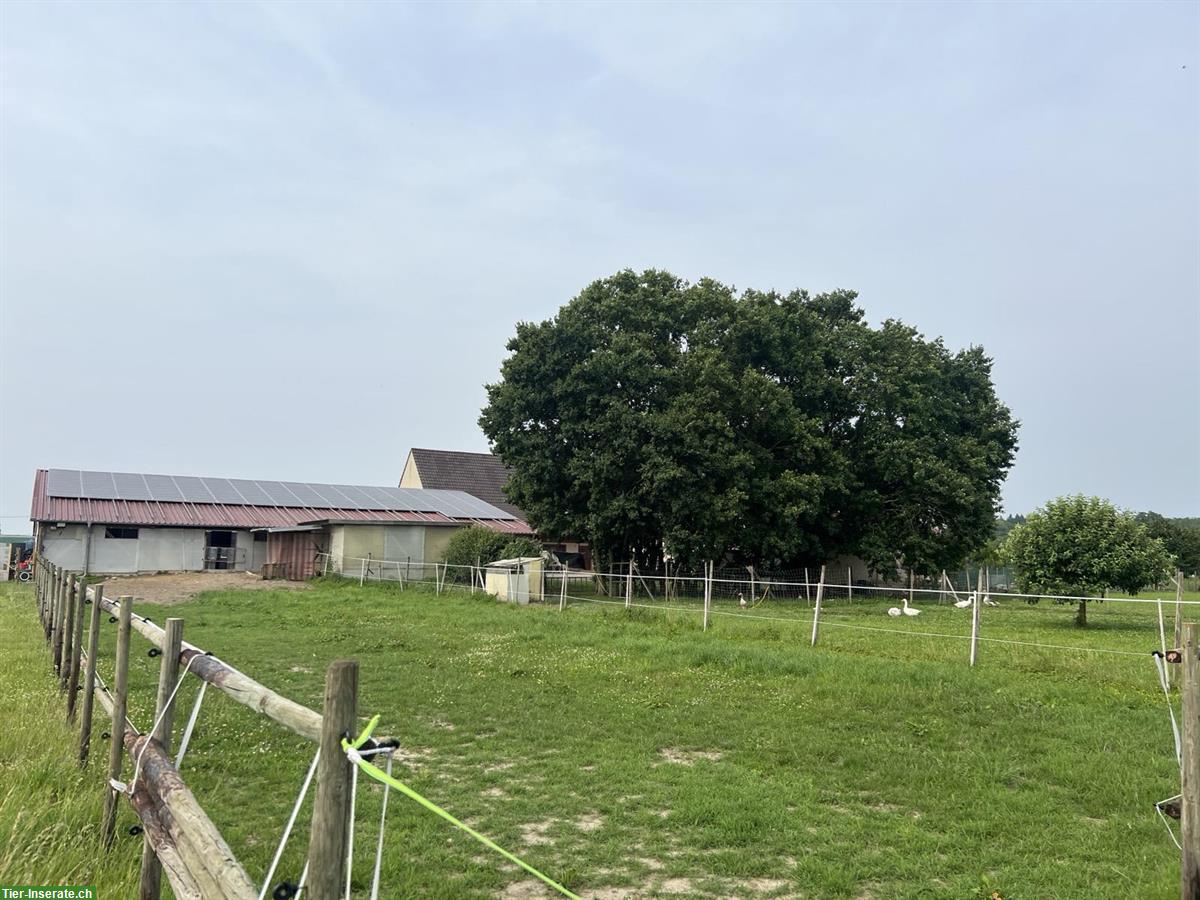 Bild 2: Pferdeparadies im Stein bietet Pferdeboxen in Offenstall