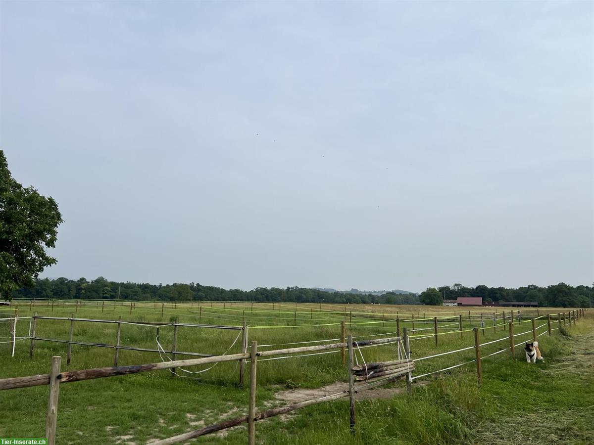 Bild 3: Pferdeparadies im Stein bietet Pferdeboxen in Offenstall
