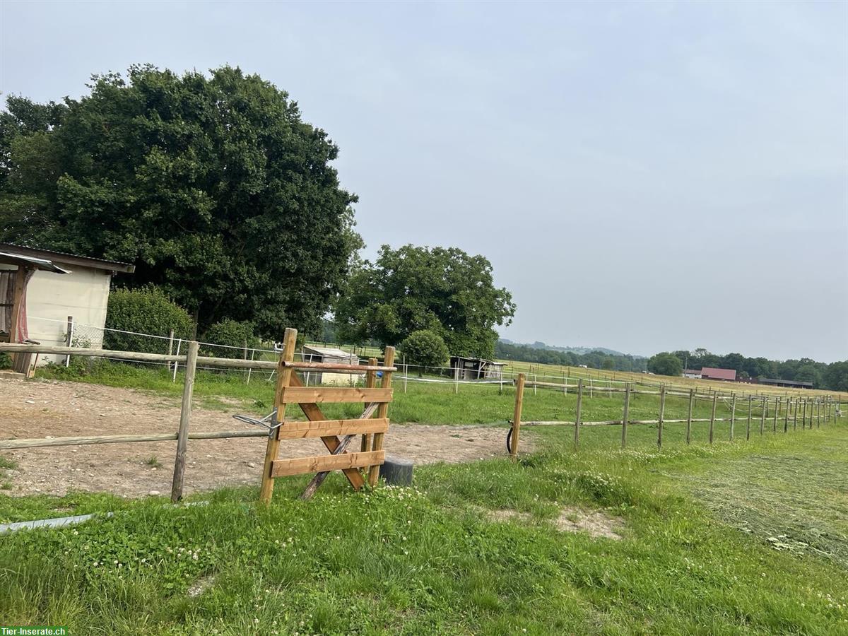 Bild 4: Pferdeparadies im Stein bietet Pferdeboxen in Offenstall