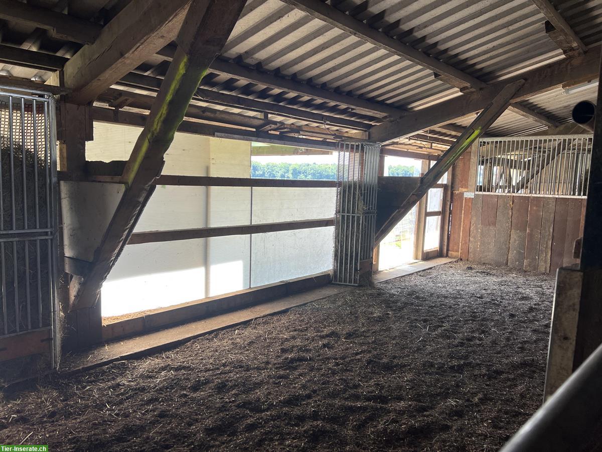 Bild 7: Pferdeparadies im Stein bietet Pferdeboxen in Offenstall