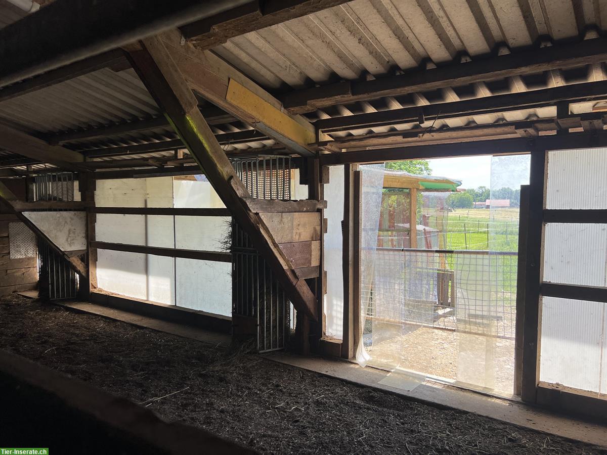 Bild 8: Pferdeparadies im Stein bietet Pferdeboxen in Offenstall