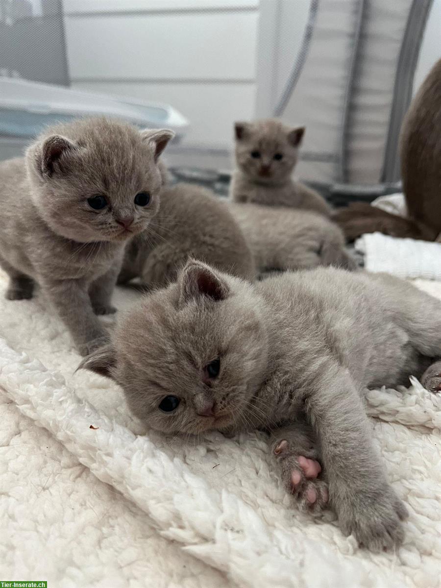 BKH Kitten in der Farbe Lilac suchen liebes Zuhause