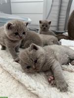 BKH Kitten in der Farbe Lilac suchen liebes Zuhause