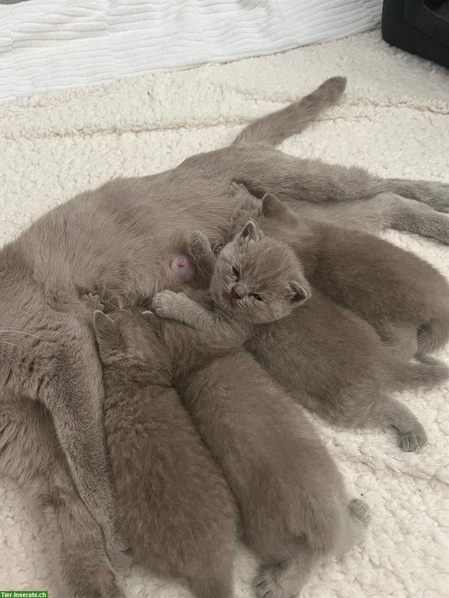 Bild 2: BKH Kitten in der Farbe Lilac suchen liebes Zuhause