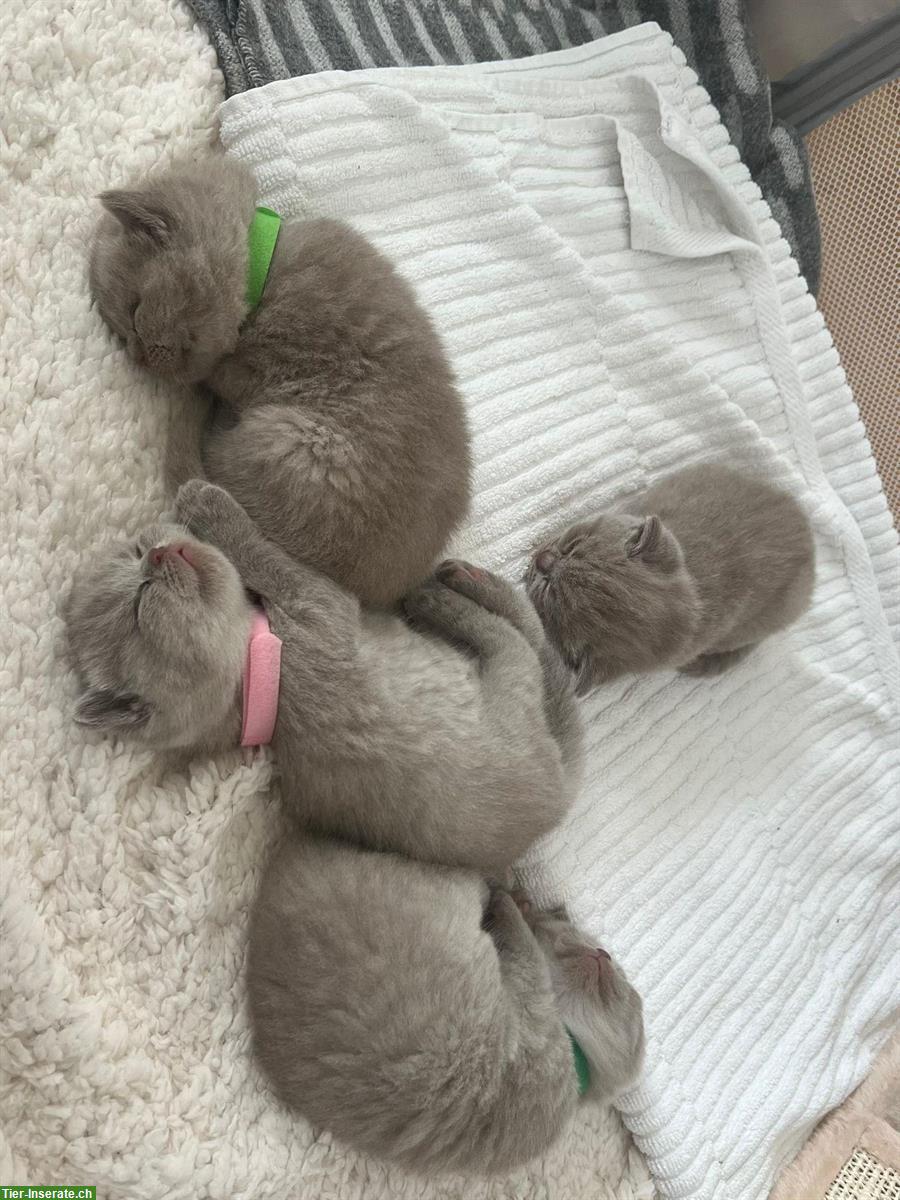 Bild 3: BKH Kitten in der Farbe Lilac suchen liebes Zuhause
