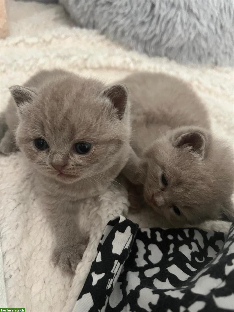 Bild 4: BKH Kitten in der Farbe Lilac suchen liebes Zuhause