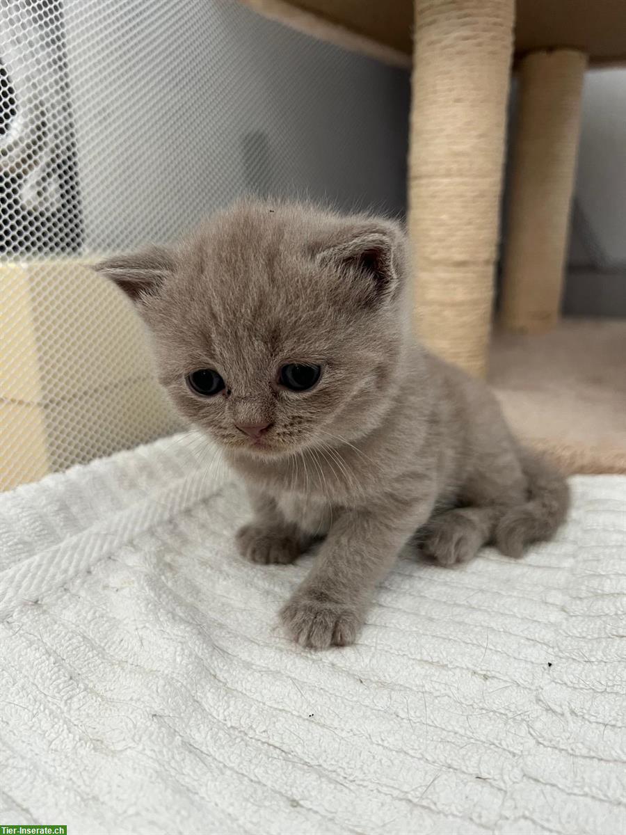 Bild 5: BKH Kitten in der Farbe Lilac suchen liebes Zuhause