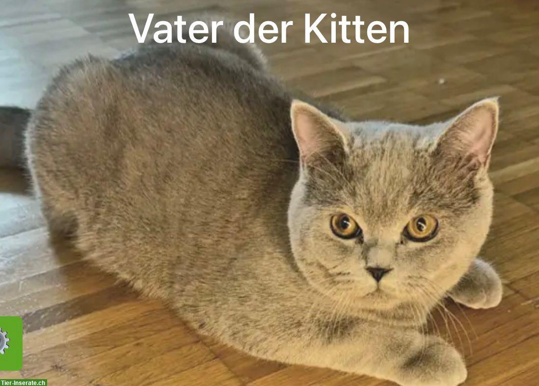 Bild 7: BKH Kitten in der Farbe Lilac suchen liebes Zuhause