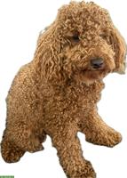 1-jähriger Maltipoo Rüde sucht ein Zuhause