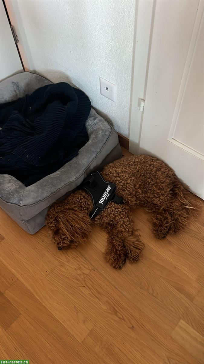 Bild 2: 1-jähriger Maltipoo Rüde sucht ein Zuhause