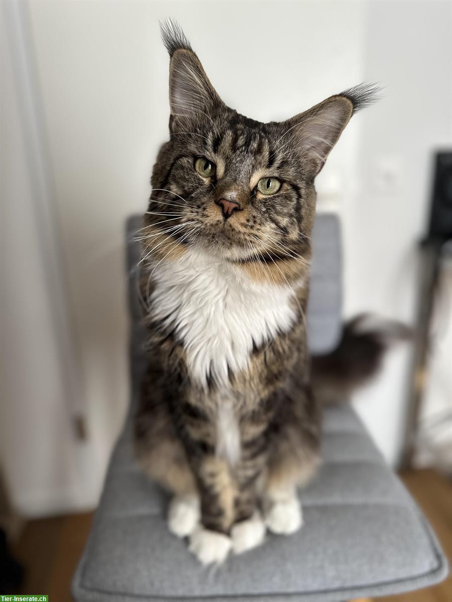 🐾 Maine Coon Kater sucht Katzendame für romantisches Date!