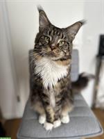 🐾 Maine Coon Kater sucht Katzendame für romantisches Date!