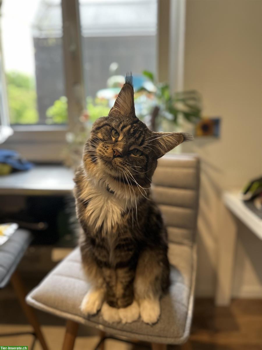 Bild 2: 🐾 Maine Coon Kater sucht Katzendame für romantisches Date!