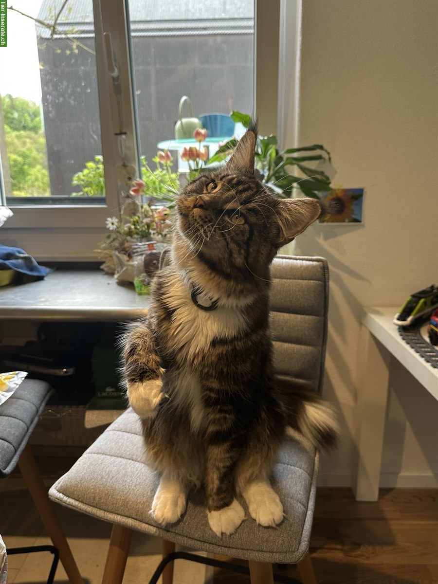 Bild 3: 🐾 Maine Coon Kater sucht Katzendame für romantisches Date!
