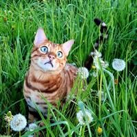 Bengal Kater sucht Zuhause mit Zugang nach draussen