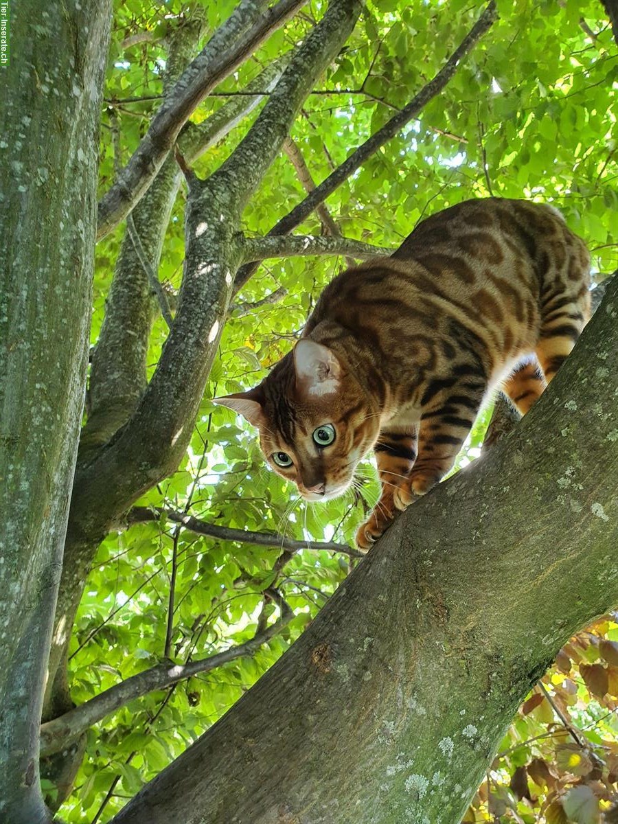 Bild 2: Bengal Kater sucht Zuhause mit Zugang nach draussen