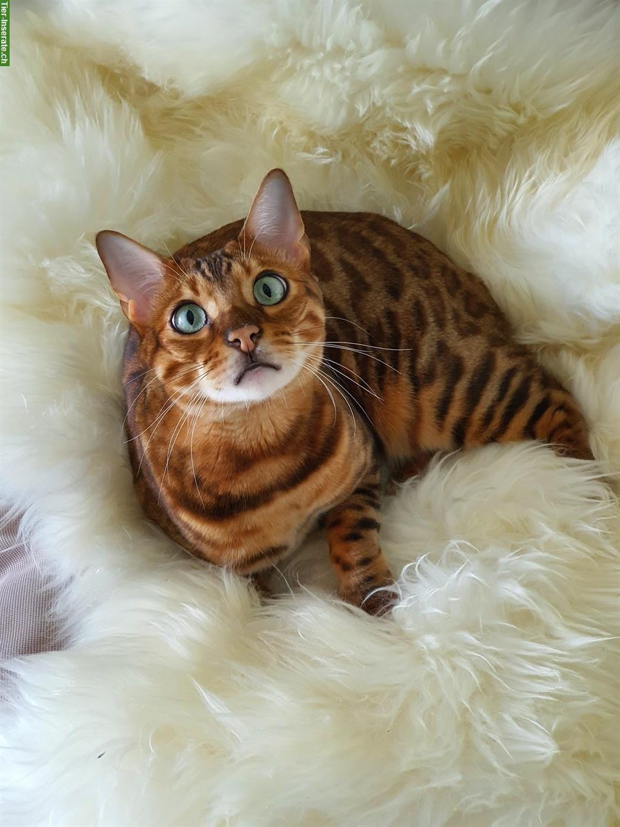 Bild 3: Bengal Kater sucht Zuhause mit Zugang nach draussen