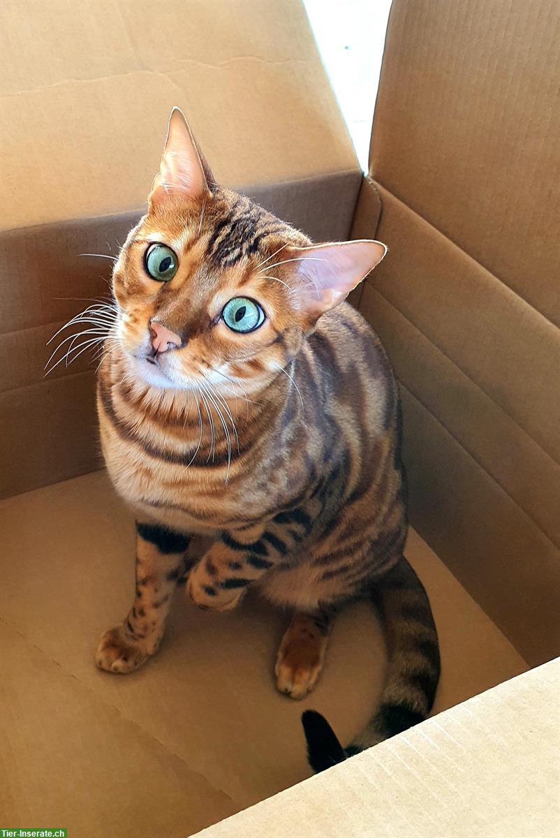 Bild 4: Bengal Kater sucht Zuhause mit Zugang nach draussen