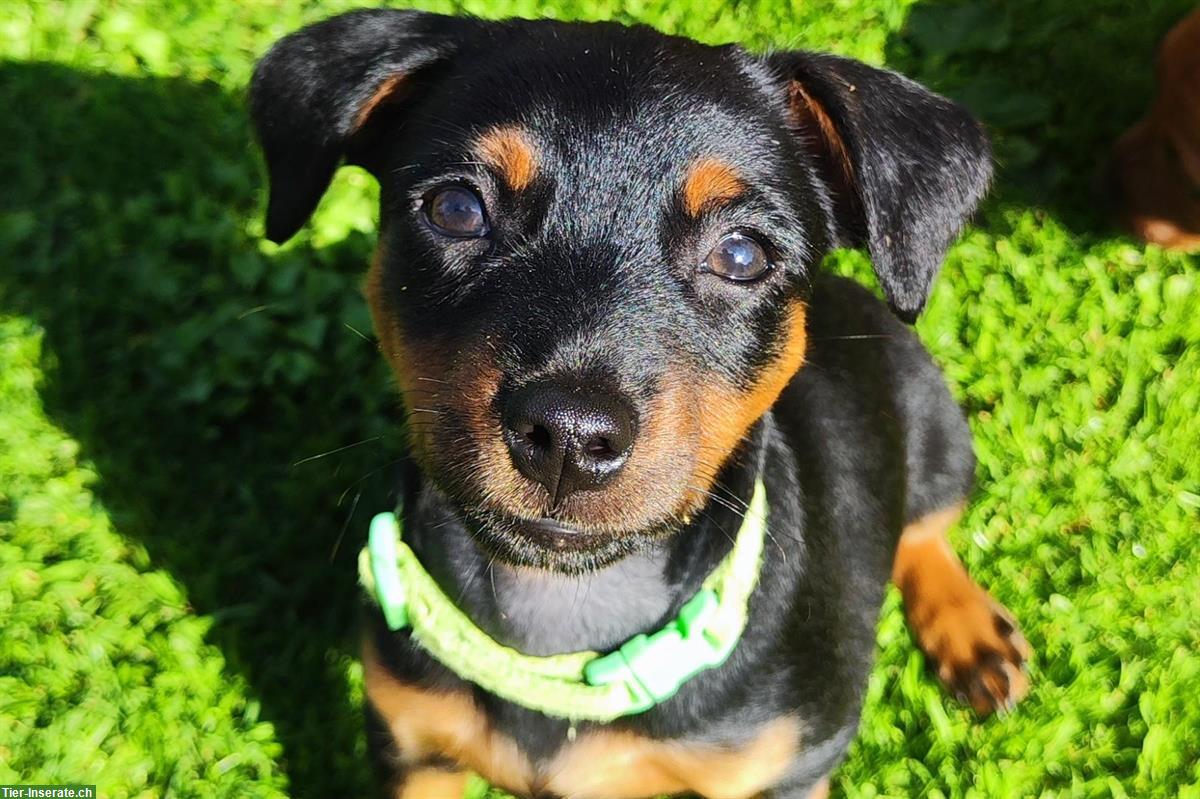 Stürmischer Zwergpinscher Welpe sucht ein Zuhause