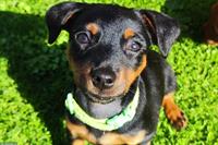 Stürmischer Zwergpinscher Welpe sucht ein Zuhause
