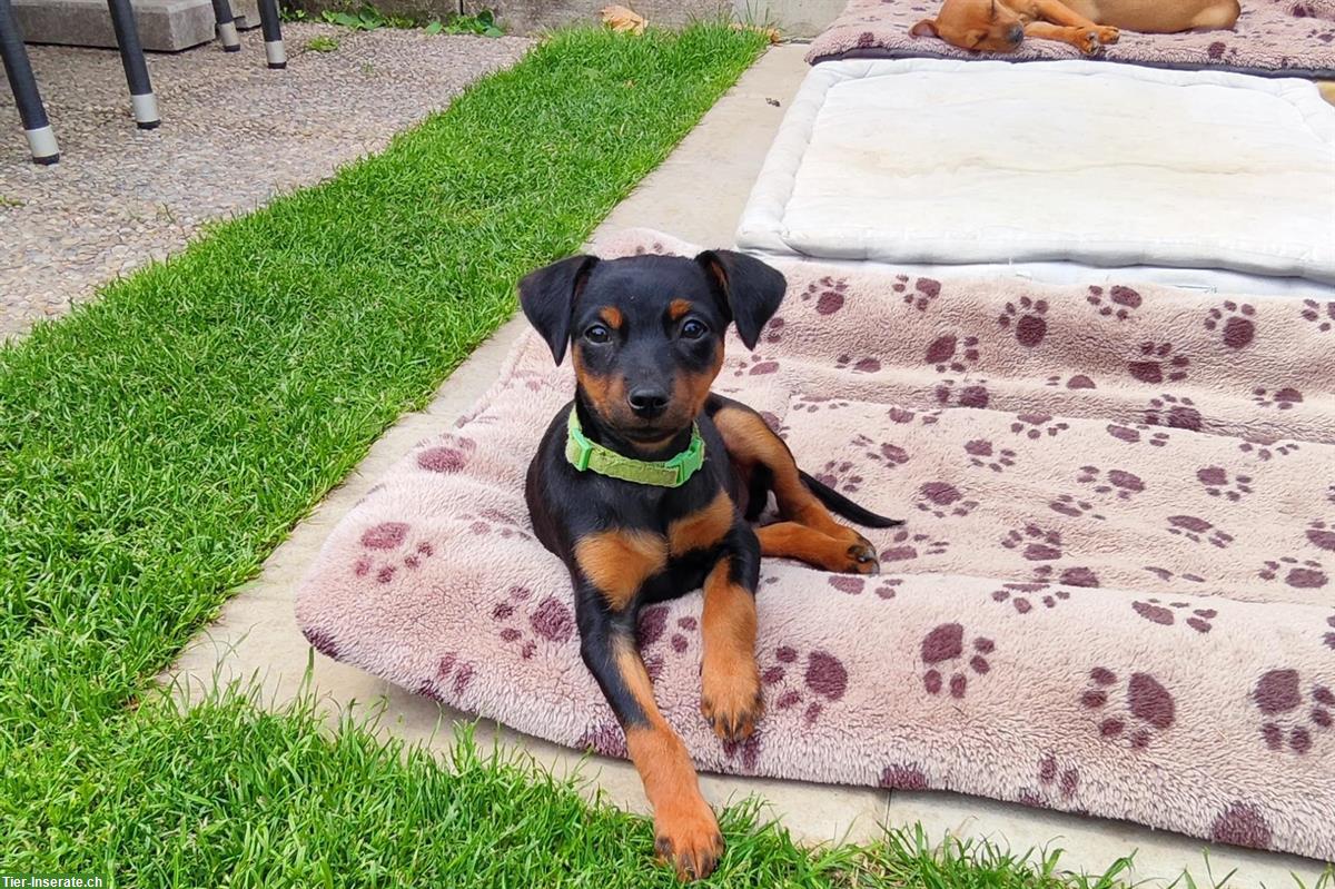 Bild 2: Stürmischer Zwergpinscher Welpe sucht ein Zuhause