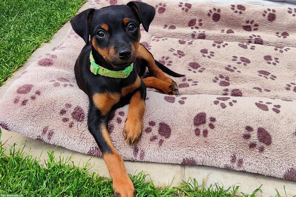 Bild 3: Stürmischer Zwergpinscher Welpe sucht ein Zuhause