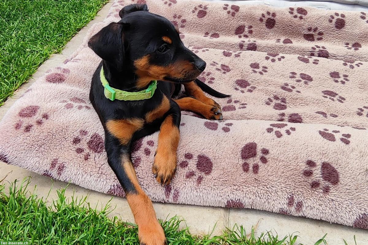 Bild 4: Stürmischer Zwergpinscher Welpe sucht ein Zuhause