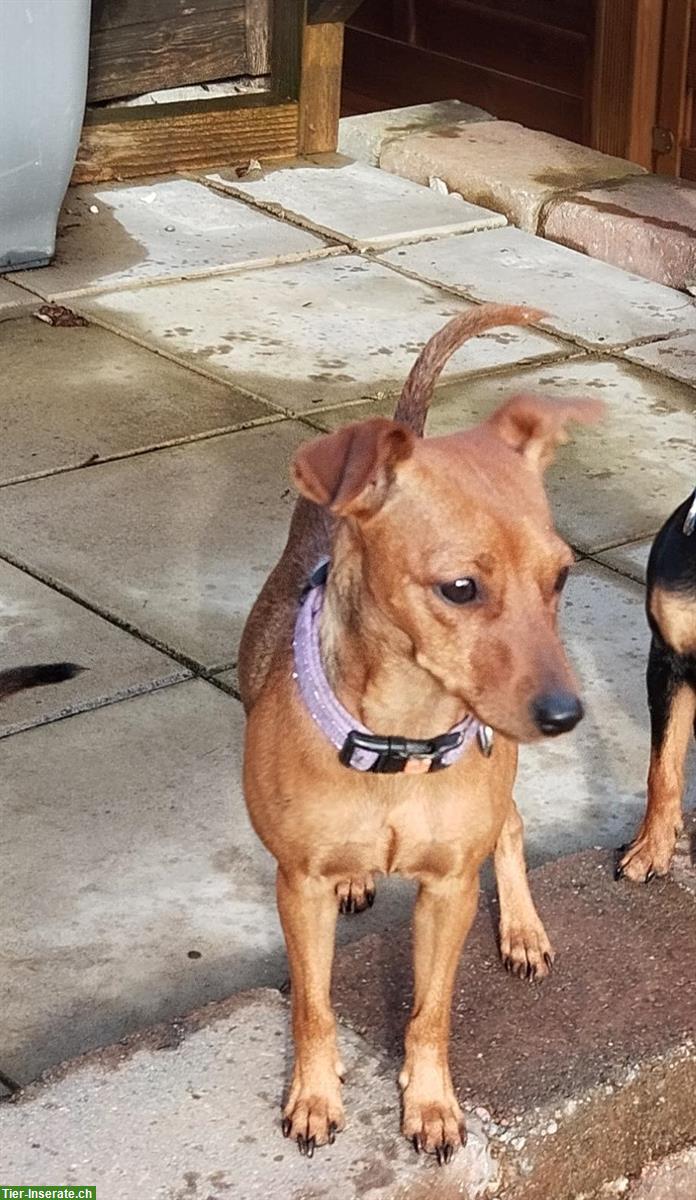 Bild 6: Stürmischer Zwergpinscher Welpe sucht ein Zuhause