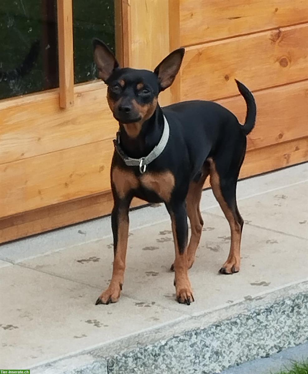 Bild 7: Stürmischer Zwergpinscher Welpe sucht ein Zuhause