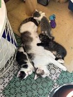 Süße Katzenbabys suchen neues Zuhause