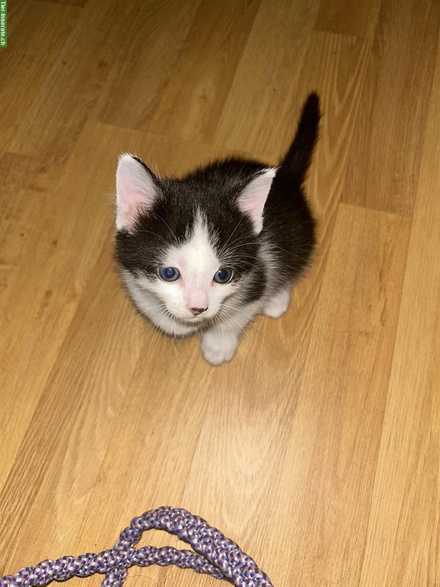 Bild 2: Süße Katzenbabys suchen neues Zuhause