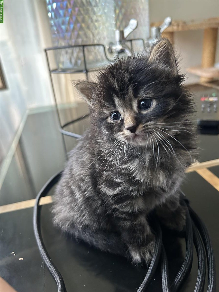 Bild 3: Süße Katzenbabys suchen neues Zuhause